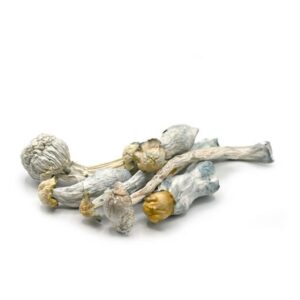 Alternative view of Albino Avery Mushroom