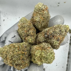 Northern Lights Weed Strain